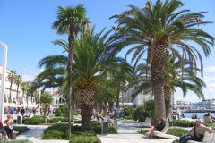 Známa promenáda s palmami v Splite