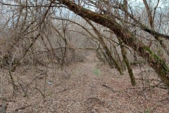 Chernobyl_Zalissia