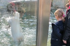 Ľadový-maco-ZOO