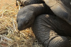 Korytnačka slonia