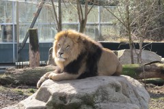 Lev-ZOO