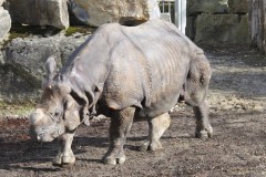Nosorožec-ZOO