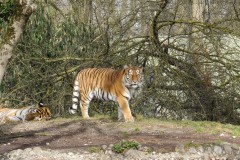 Tigre-ZOO