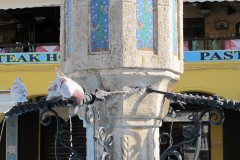 IMG_4196