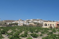 Takto sa pestuje vinič na Santorini - formou prízemných kríkov