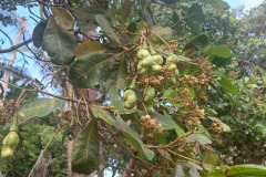 Phi_Phi_cashew_tree