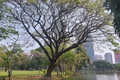 Bangkok_Lumphini_tree