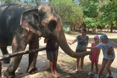 Phuket_elephant_family