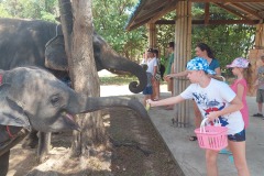 Phuket_elephant_feeding