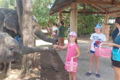 Phuket_elephant_banana_feeding