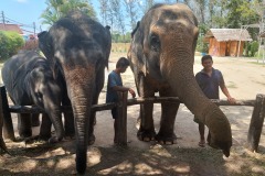 Phuket_elephant_garden