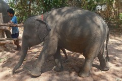 Phuket_elephant_Dumbo