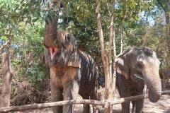 Phuket_elephant_eating