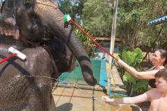 Phuket_elephant_cleaning