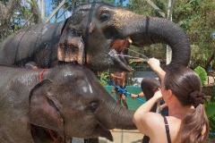 Phuket_elephant_drinkink