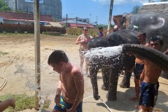 Phuket_elephant_scotch_shower