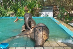 Phuket_elephant_pool