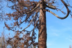 IMG_5306