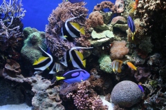 Pestrý podmorský svet tropických koralov