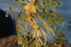 Detail