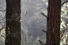 Vodná triešť v lese